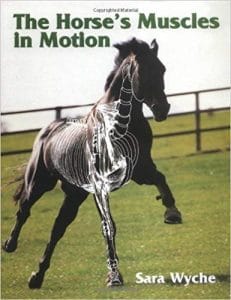 The Horse's Muscles in Motion