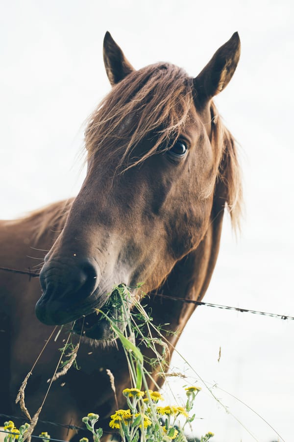 Tui Na Massage for horses | Animal Wellness Guide