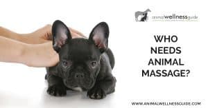 Who needs animal massage by Animal Wellness Guide