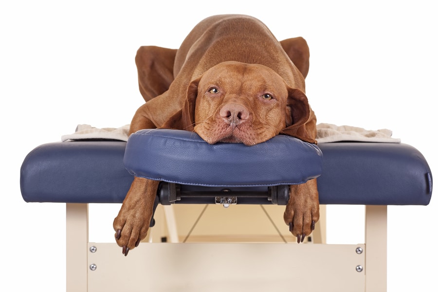 12 Animal Massage Benefits in Short
