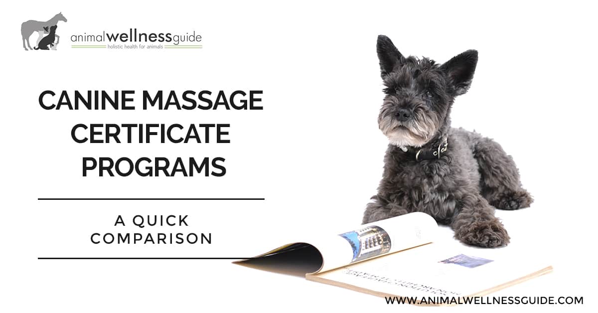 Comparison-of-Canine-Massage-Therapy-Certificate-Programs-in-the-US-by- Animal-Wellness-Guide-TW | Animal Wellness Guide