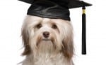 Comparison of Canine Massage Certificate Programs in the US