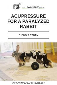 Acupressure for a Paralyzed Rabbit Animal Wellness Guide