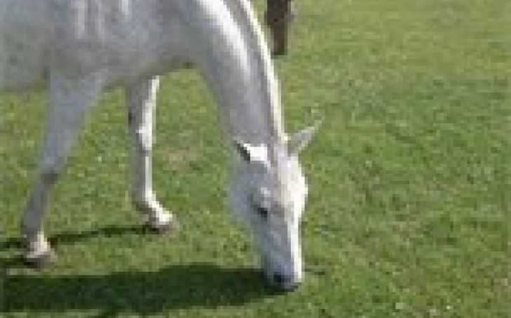 Alternative Healing Modality: Bach Flower Remedies