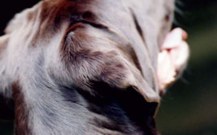 Animal Communication