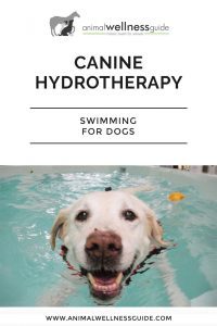 Canine Hydrotherapy Swimming for Dogs | Animal Wellness Guide