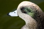 Massaging Ducks And Other Waterfowl