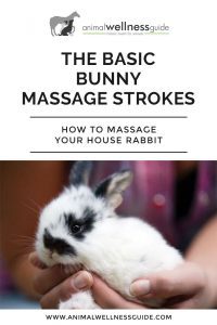 The Basic Bunny Massage Strokes Animal Wellness Guide