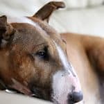 Reiki: Treating a Dog with Arthritis Animal Wellness Guide