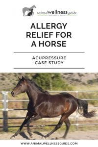 Allergy Relief for a Horse: Acupressure Case Study Animal Wellness Guide
