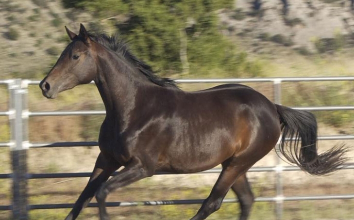 Acupressure Case Study - Allergy Relief For A Horse