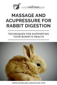Massage And Acupressure For Rabbit Digestion Animal Wellness Guide