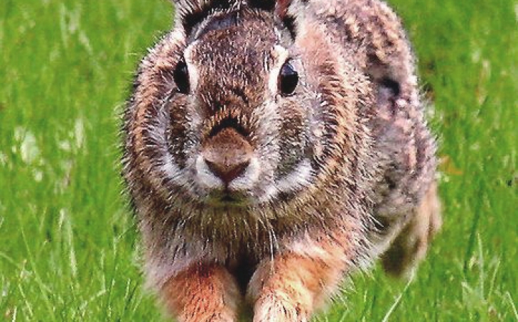 Massage And Acupressure Treatment For Rabbit Digestion