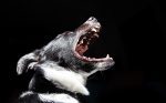 EFT Helps A Dog With Aggression