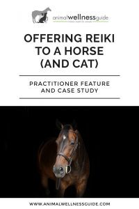 Offering Reiki To A Horse (And Cat)