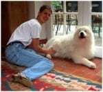 Massage Helps A Samoyed Get Back On His Feet And A PBGV With Epilepsy