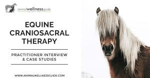 Equine Craniosacral Therapy | Animal Wellness Guide