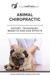 Animal Chiropractic | Animal Wellness Guide