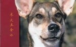 Acu-Dog – A Guide To Canine Acupressure