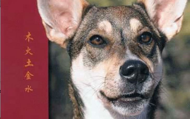 Acu-Dog - A Guide To Canine Acupressure