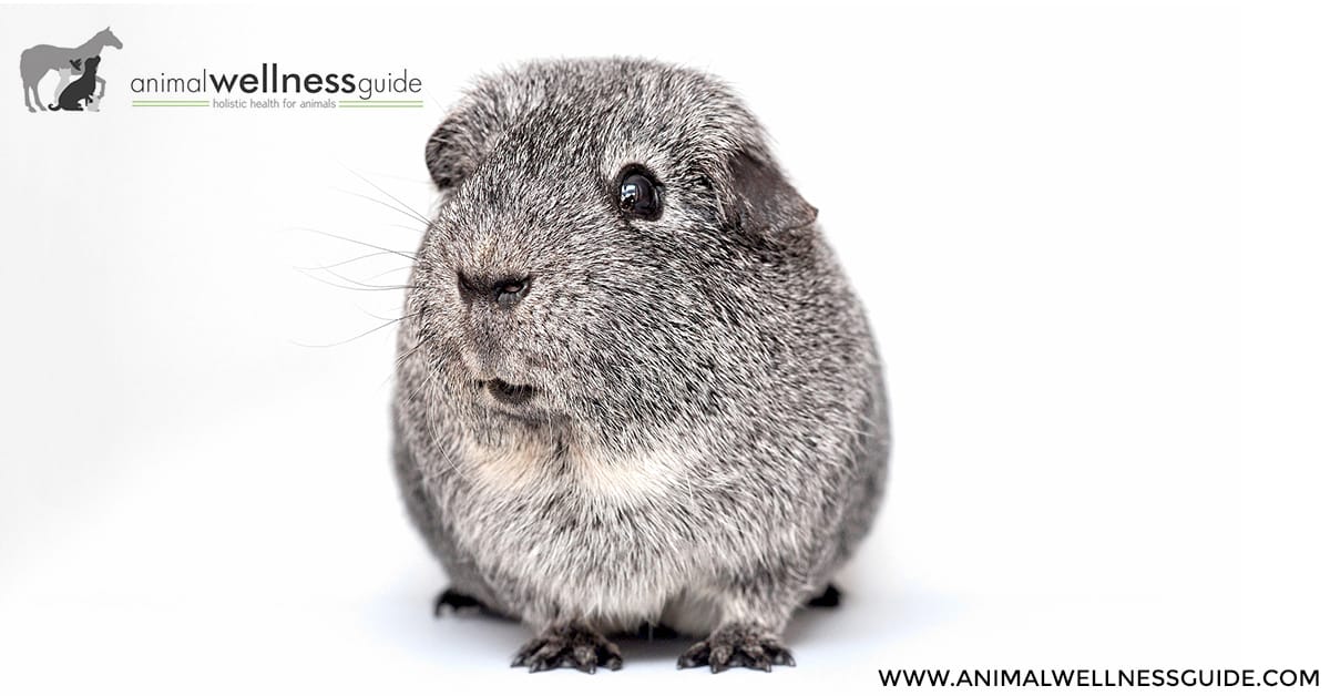 Gorgeous Guineas - Aromatherapy Skin Care For Guinea Pigs | Animal