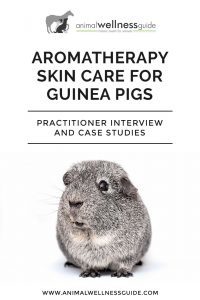 Aromatherapy for Guinea Pig skin problems | Animal Wellness Guide