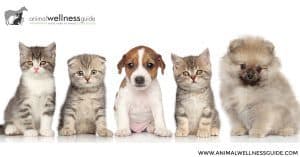 A Healer in Every Home Dogs and Cats Book Review by Animal Wellness Guide