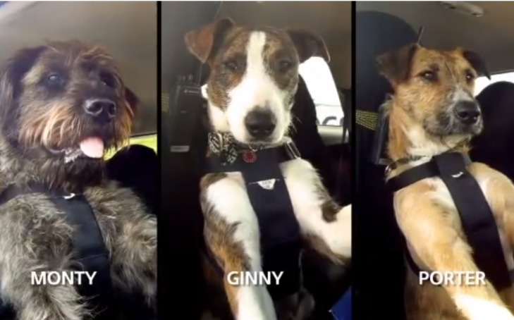 Shelter Dogs Learn To Drive To Show People Just How Smart They Are