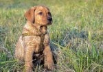 The Puppy’s Environment And Canine Hip Dysplasia