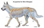 Acupressure for Canine Skin Allergies