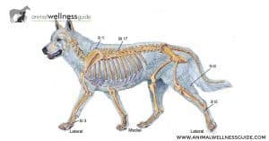 Acupressure Points For Canine Osteoarthritis - Animal Wellness Guide