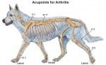 Acupressure Points For Canine Osteoarthritis