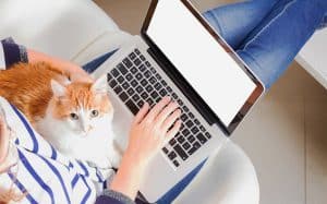 How to Start A Blog: Posts, Categories and Keywords by Animal Wellness Guide