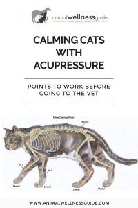 Calming Cats with Acupressure Animal Wellness Guide