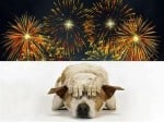 Animal Safety During Halloween, Fireworks Night and New Years