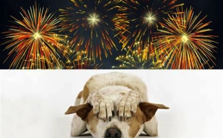 Animal Safety During Halloween, Fireworks Night and New Years