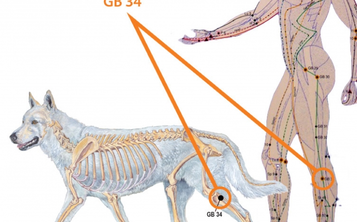 Canine And Human Help for Stiff Limbs