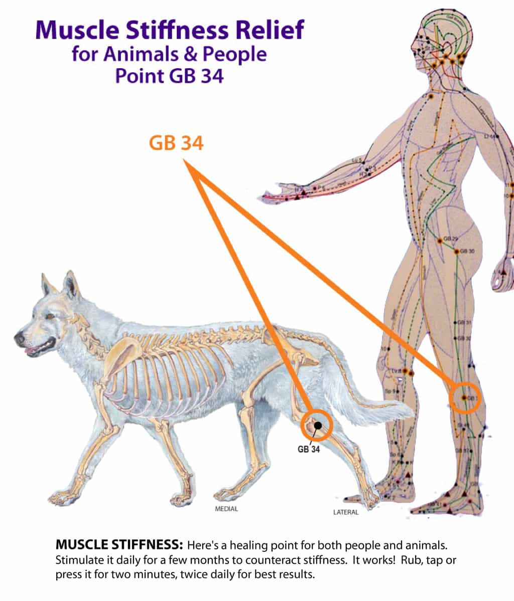 Canine And Human Help for Stiff Limbs