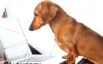 Holistic Animal Health Online Classes and Distance Learning Programs