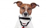 Q&A: Treatment Options For A Dog With Pinched Nerve In Back