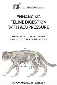 Enhancing Feline Digestion with Acupressure Animal Wellness Guide