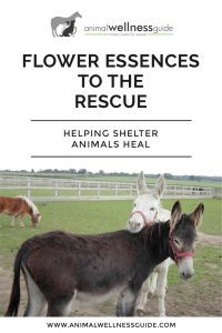 Flower Essences to the Rescue Helping Shelter Animals Heal Animal Wellness Guide