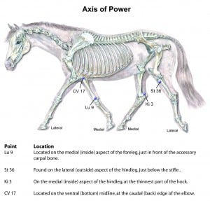Horse Axis of Power
