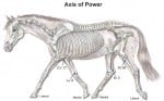Equine Axis of Power Acupressure Session