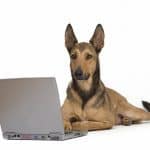Blogging for beginners: Choosing a WordPress blog theme by Animal Wellness Guide