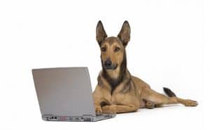 Blogging for beginners: Choosing a WordPress blog theme by Animal Wellness Guide
