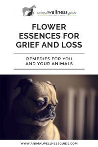 Flower Essences for Grief and Loss Animal Wellness Guide