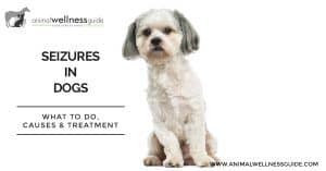 Seizures in Dogs: What to do, causes and treatment by Animal Wellness Guide