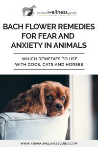 Bach flower remedies for fear, anxiety and phobias in animals by Animal Wellness Guide
