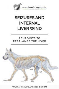 Acupressure for Seizures in Dogs Animal Wellness Guide